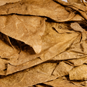 Thunbergia Laurifolia