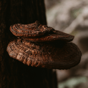 Reishi paddenstoel (Ganoderma Lucidum)