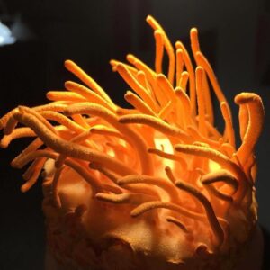 Cordyceps paddenstoel
