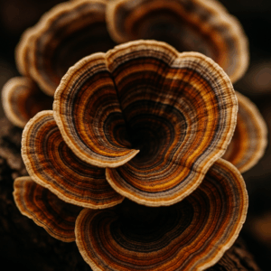 Turkey's Tail paddenstoel (Trametes Versicolor)