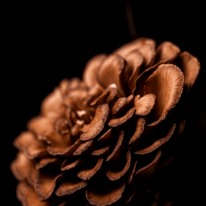 Maitake paddenstoel (Grifola Frondosa)