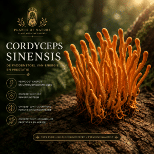 Cordyceps paddenstoel (Cordyceps sinensis)